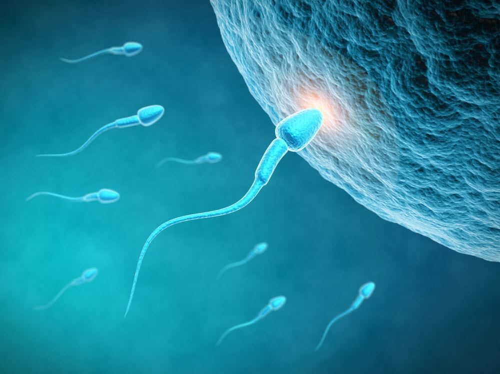 How long can sperm live in a woman’s body after ejaculation?