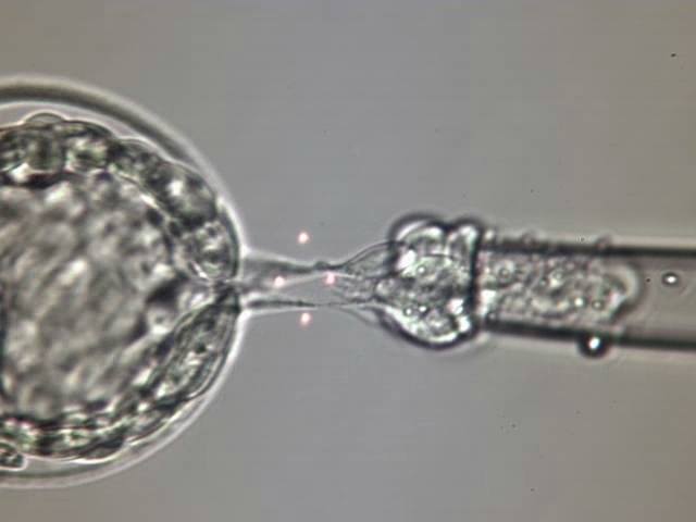 Embryo Biopsy for PGT